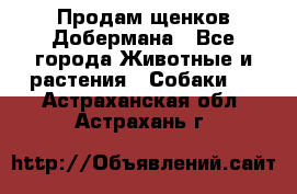 Продам щенков Добермана - Все города Животные и растения » Собаки   . Астраханская обл.,Астрахань г.